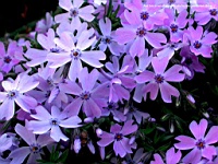 Flower_010029