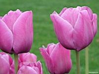 Flower_010030