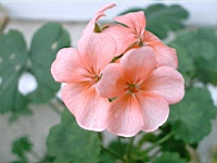 Flower_010031