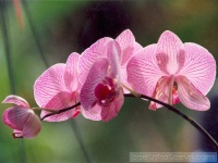 Flower_010032