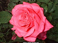 Flower_010033