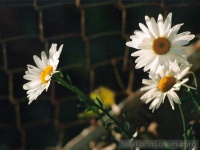 Flower_010034