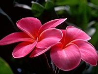 Flower_010035