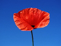 Flower_010036
