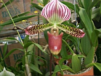 Flower_010037