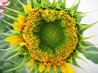 Flower_010038