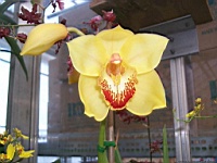Flower_010039