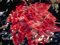 Flower_010040