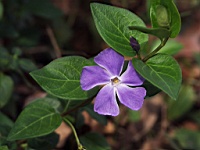 Flower_010041