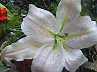 Flower_010042