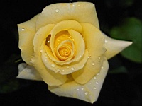 Flower_010043