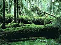 Forest_010005